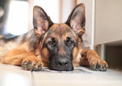 В одном из губахинских посёлков открыли изолятор для лечения служебных собак