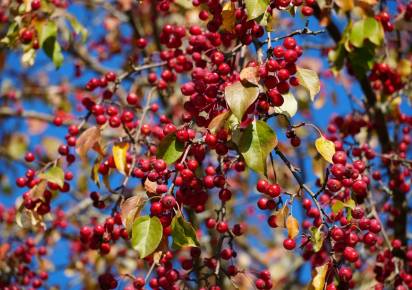 Синоптики рассказали, насколько долго в Прикамье продлится бабье лето