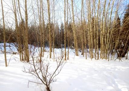 В ГИС-центре ПГНИУ рассказали, когда выпадет первый снег в Прикамье
