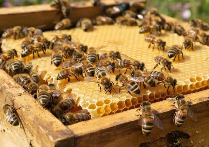 На сладенькое потянуло. Узнали, сколько и какой живности разводят жители округа на своих подворьях