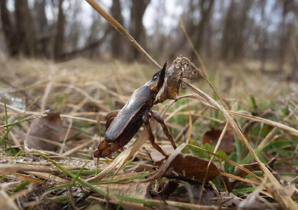 В Прикамье поступила первая партия вакцины от клещевого энцефалита