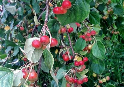 Почти по Михалкову. Что увидели сотрудники «МедиаКУБа» и пользователи нашего сайта вечером 9 августа