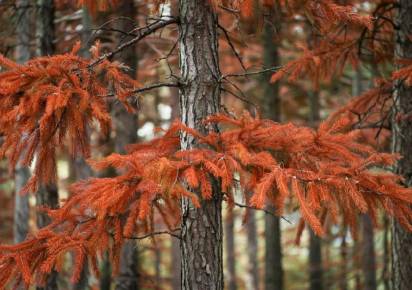 Около одного из посёлков Губахинского округа обнаружены поражённые уссурийским полиграфом деревья