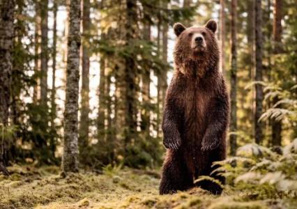 В Прикамье подсчитали количество нападений медведей на людей