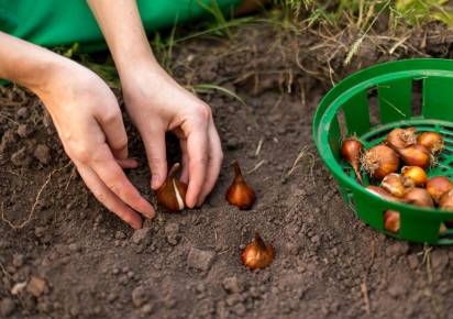 Зароем в землю, чтобы цвели. Узнайте 3 основные правила подготовки и особенности пересадки луковичных