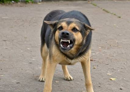 Дети, которых покусали собаки в одном из городов КУБа, получат по 50 тысяч рублей