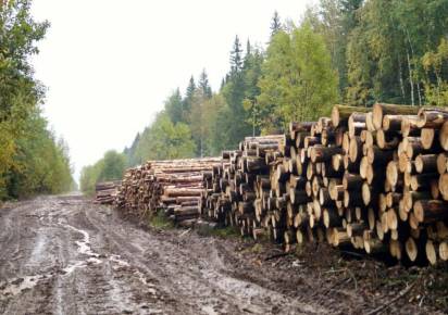 Жителя Кизела осудили за незаконную вырубку леса