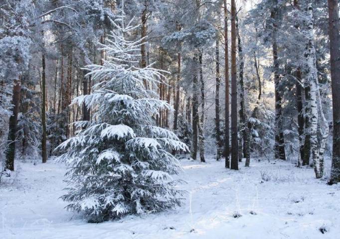 Лесные ели в Прикамье перед новым годом будут под охраной специальных патрулей