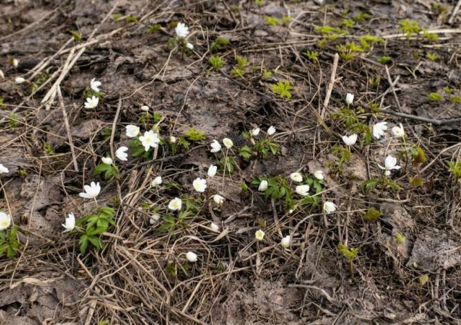 Доктор географических наук рассказал, какой будет погода в майские праздники