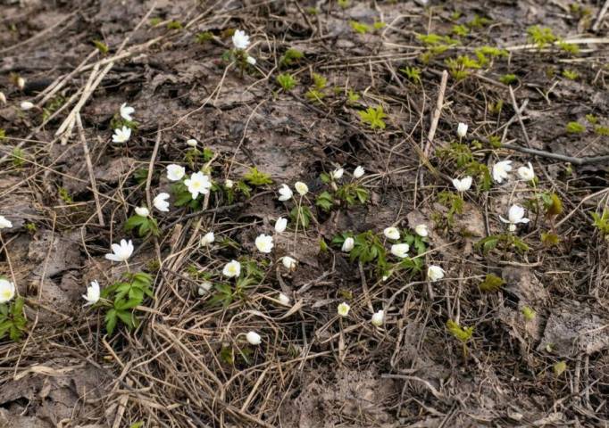 Доктор географических наук рассказал, какой будет погода в майские праздники